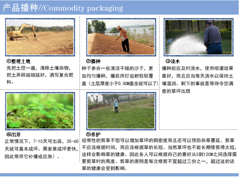 白三叶草坪种子免修剪四季青净籽护坡耐践踏除草绿化草籽除草