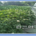 白三叶草坪种子免修剪四季青净籽护坡耐践踏除草绿化草籽除草