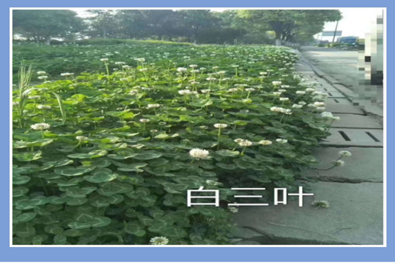 白三叶草坪种子免修剪四季青净籽护坡耐践踏除草绿化草籽除草