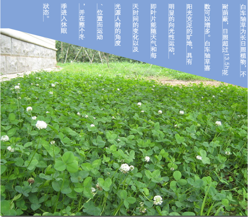 白三叶草坪种子免修剪四季青净籽护坡耐践踏除草绿化草籽除草