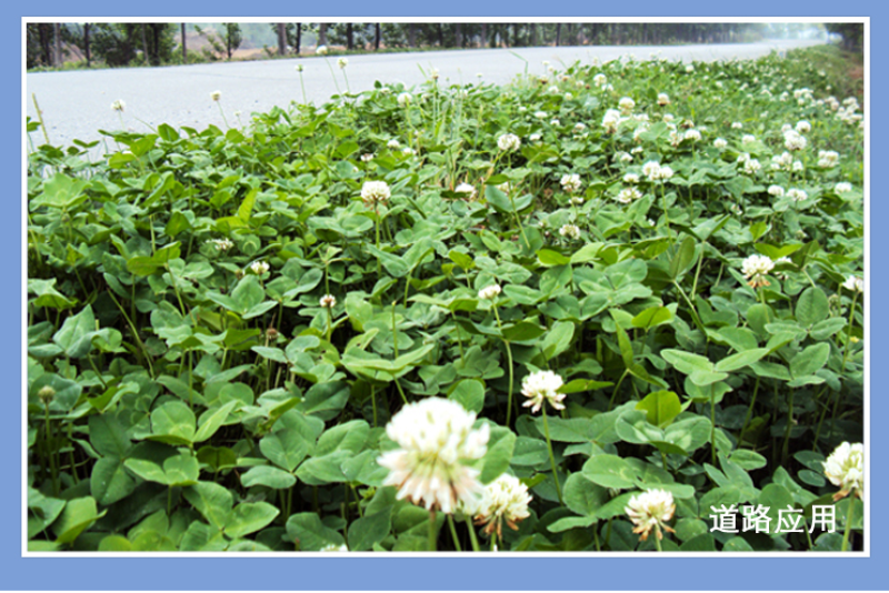 白三叶草坪种子免修剪四季青净籽护坡耐践踏除草绿化草籽除草