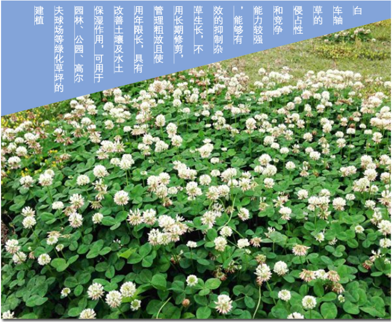 白三叶草坪种子免修剪四季青净籽护坡耐践踏除草绿化草籽除草