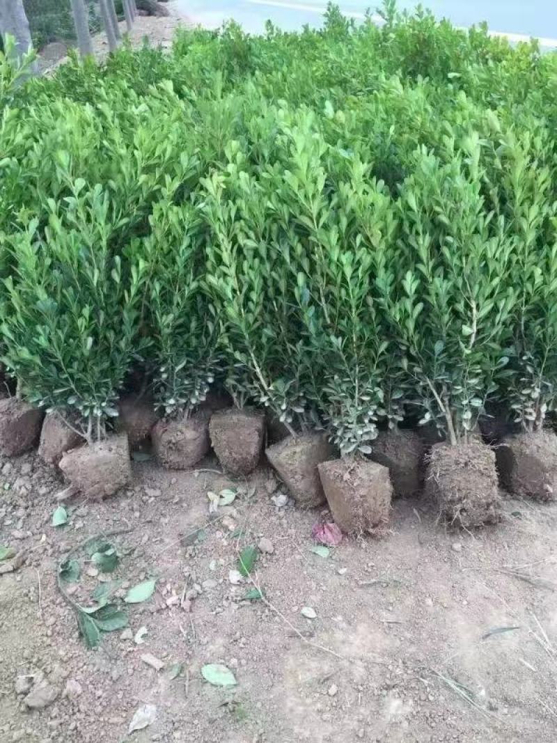 瓜子黄杨