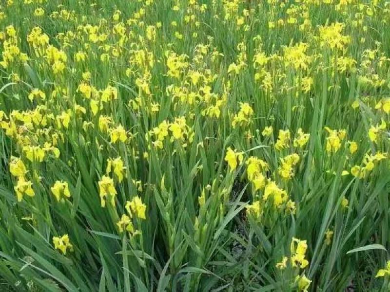 花菖蒲