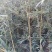 黄槽竹苗