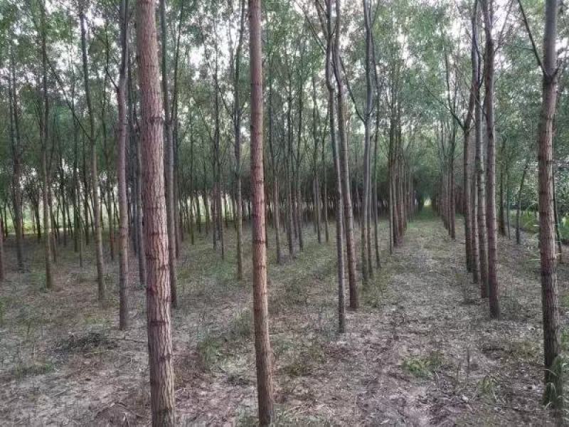 旱柳