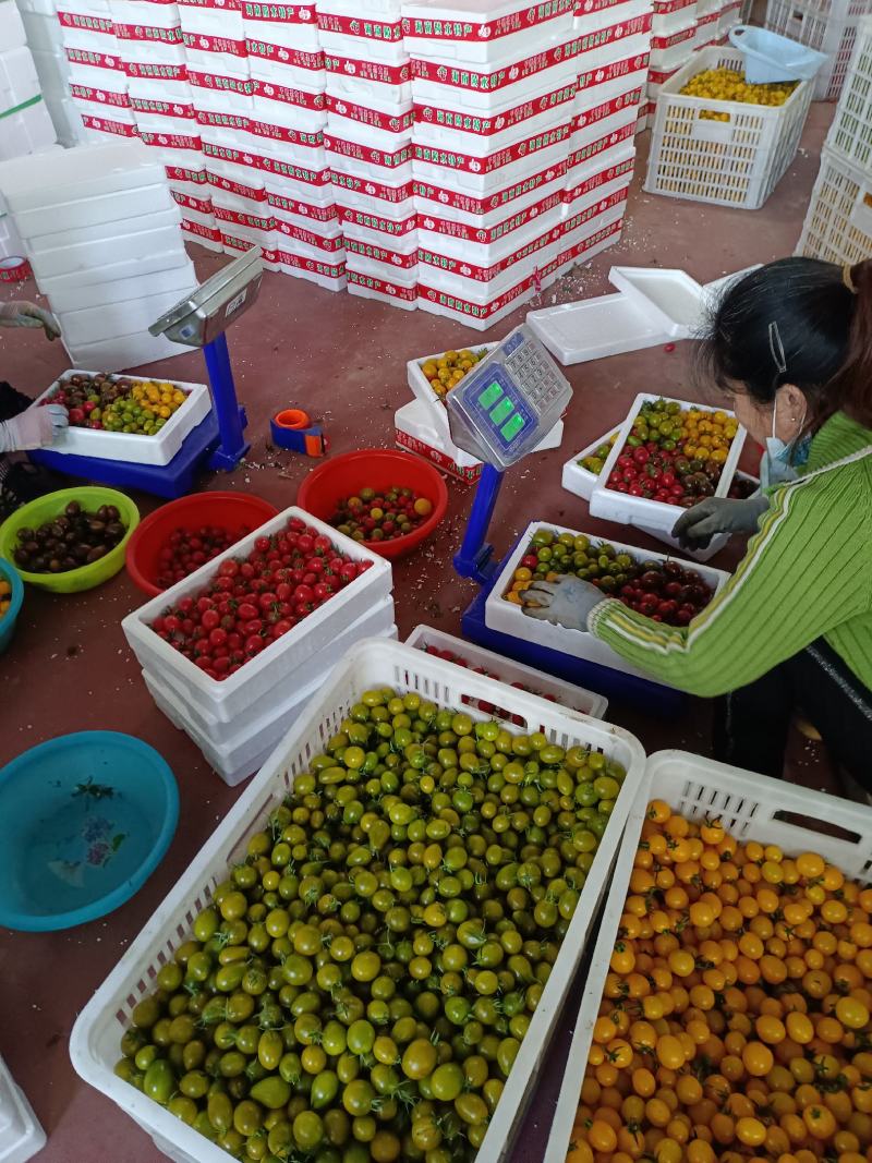 千喜圣女果贝贝粉玉T七圣女果4色小番茄机选产地量大口感好