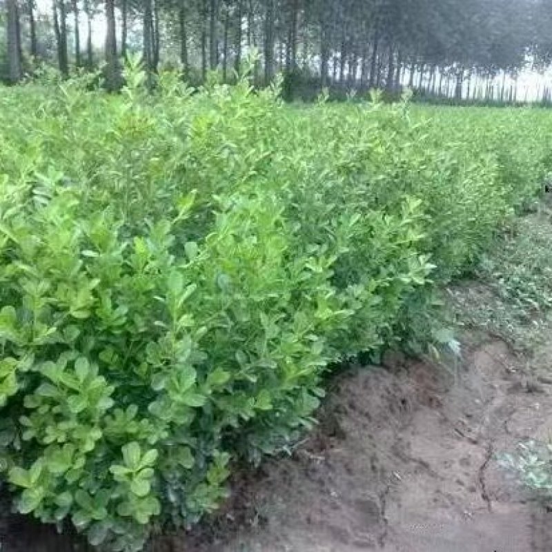 黄杨