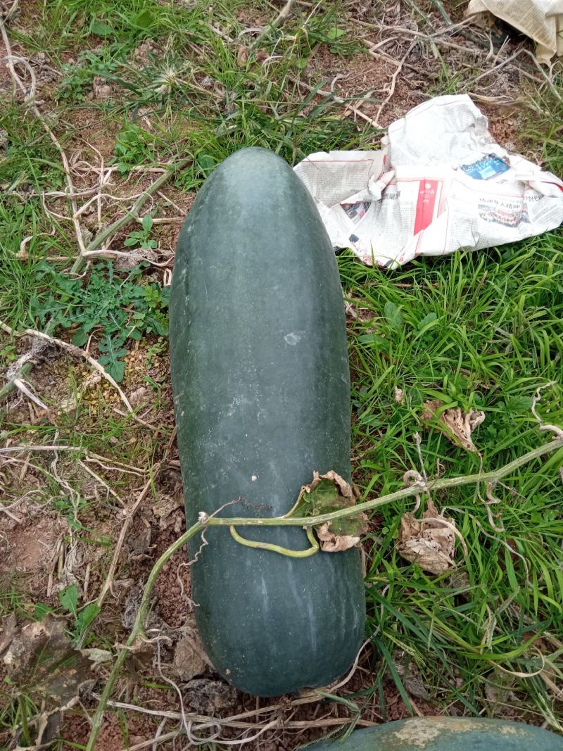 黑皮冬瓜自有基地N百万斤