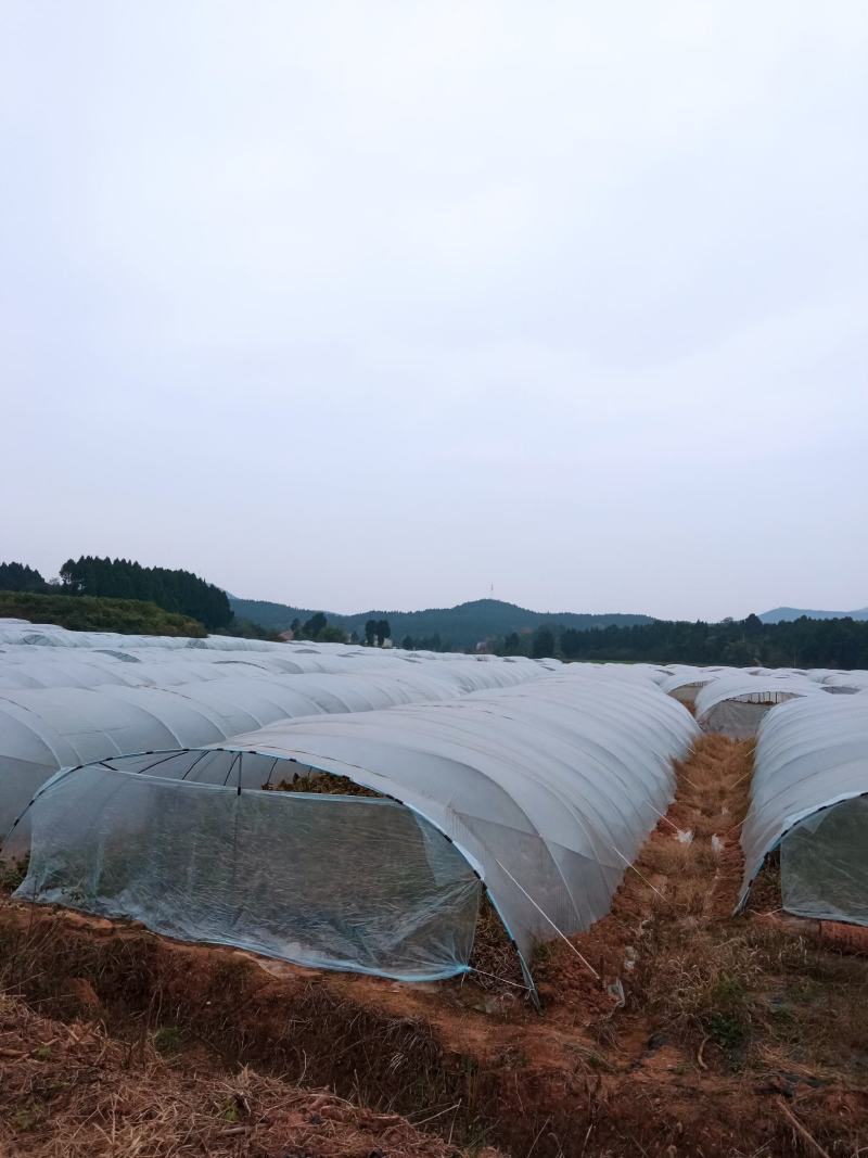 黑皮冬瓜自有基地N百万斤