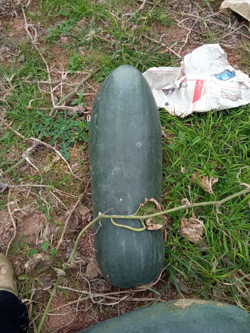 黑皮冬瓜自有基地N百万斤