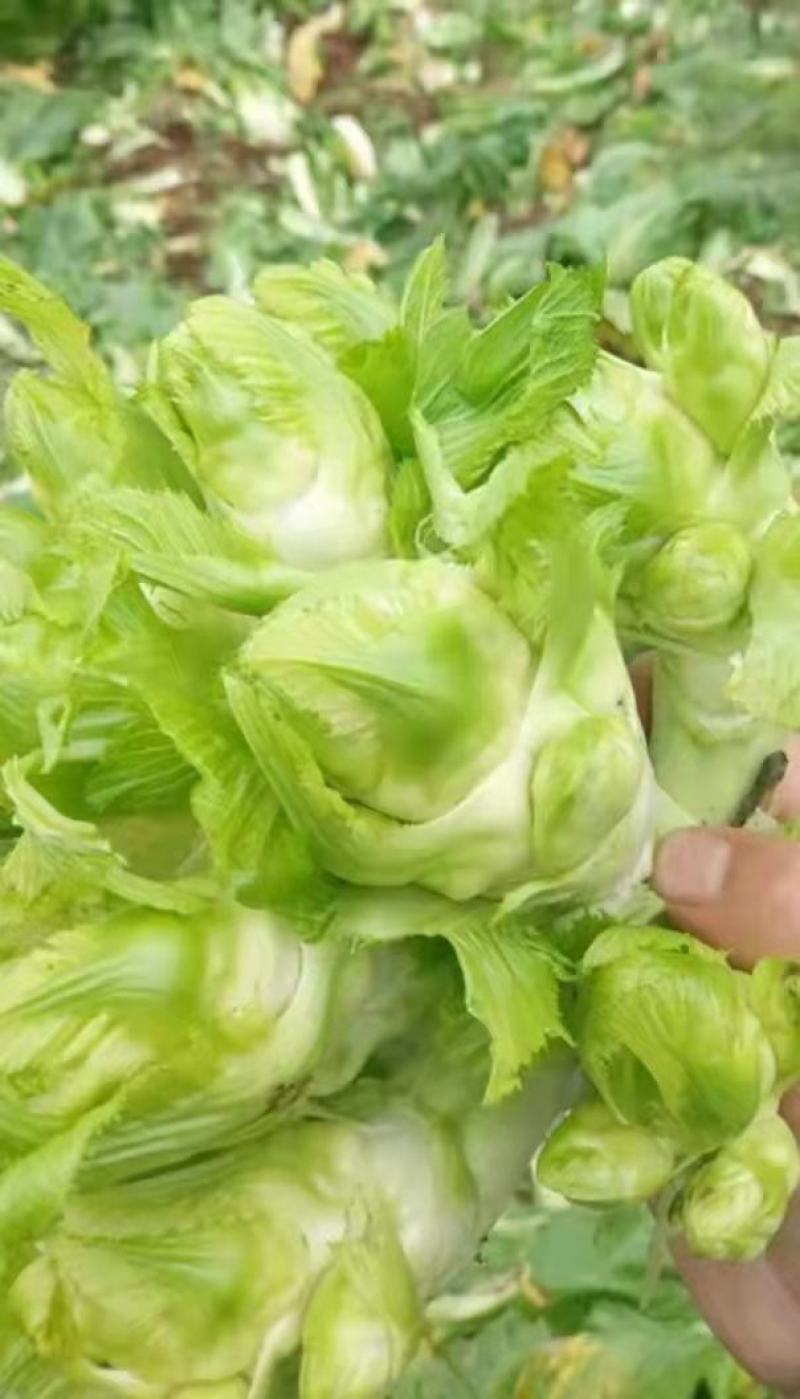 贵州儿菜基地一手货源大量优先需要的联系批发代办全国发货