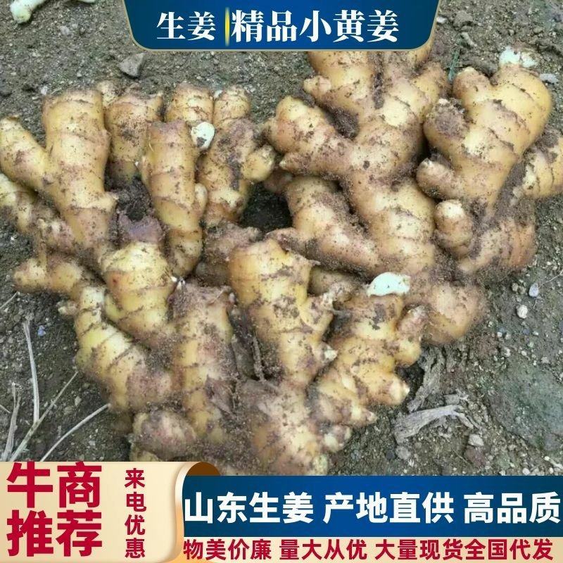 山东【小黄姜鲜姜存库】电商市场商超全国发货