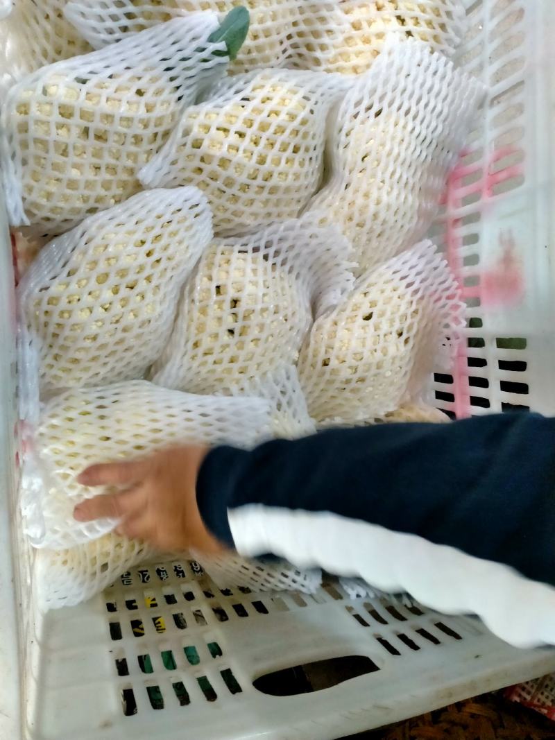 福建漳州松花菜有机花菜产地直发质量保证欢迎来电！