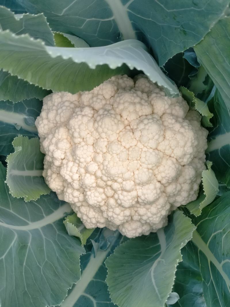 福建漳州松花菜有机花菜产地直发质量保证欢迎来电！