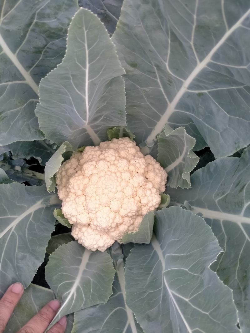 福建漳州松花菜有机花菜产地直发质量保证欢迎来电！