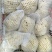 福建漳州松花菜有机花菜产地直发质量保证欢迎来电！
