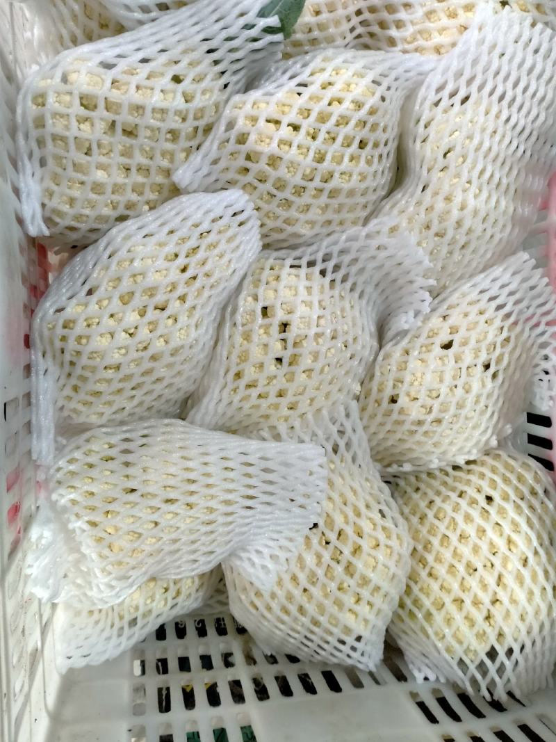 福建漳州松花菜有机花菜产地直发质量保证欢迎来电！