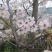 日本晚早樱