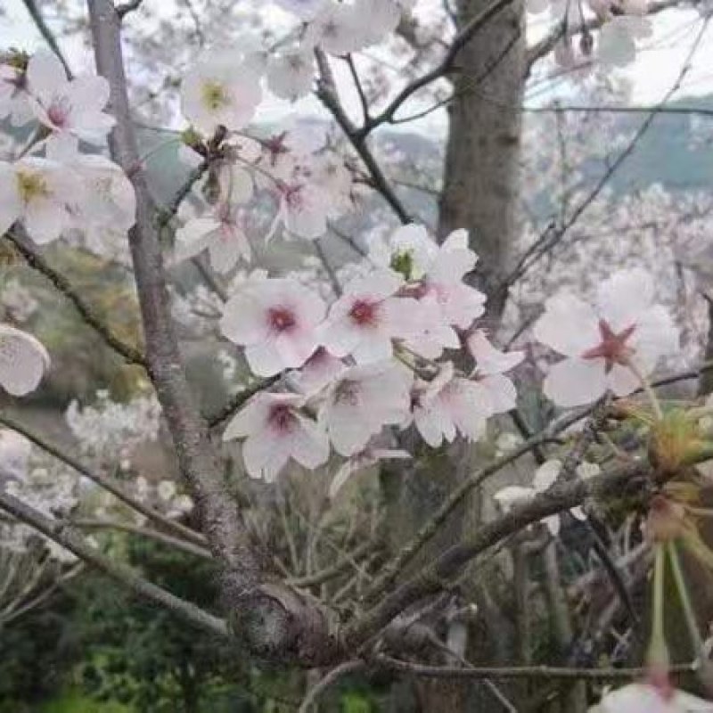 日本晚早樱