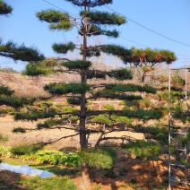 直杆造型油松塔形松山东造型油松基地，现货