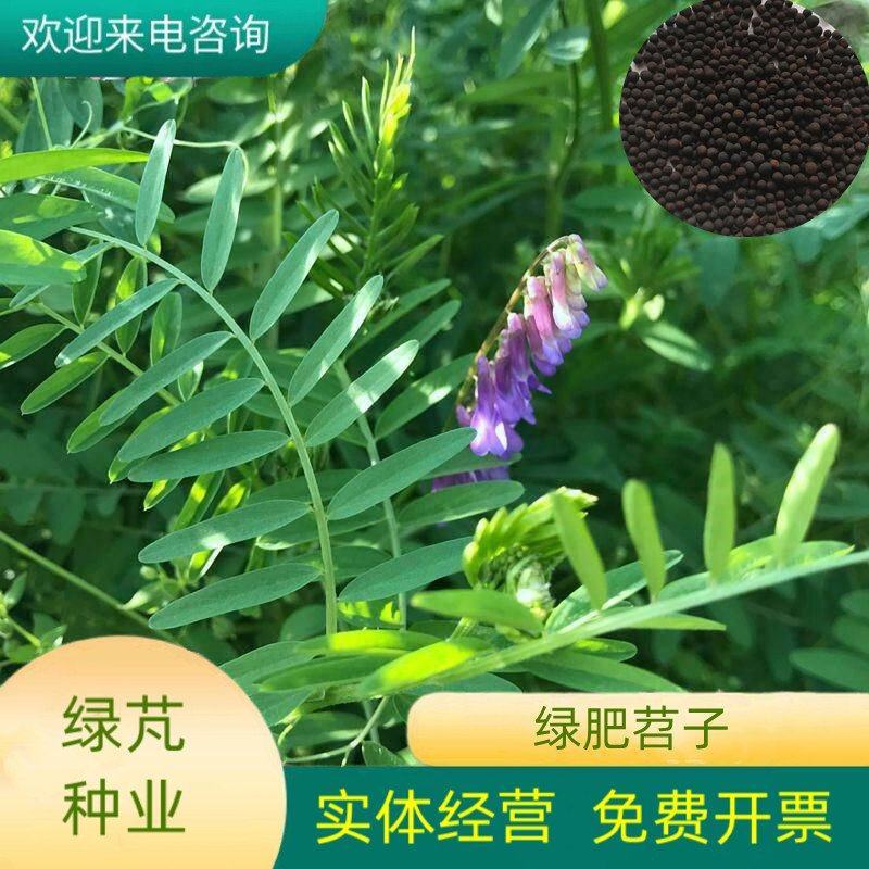 进口白三叶种子红三叶草籽绿化果园绿肥四季常青草坪种子