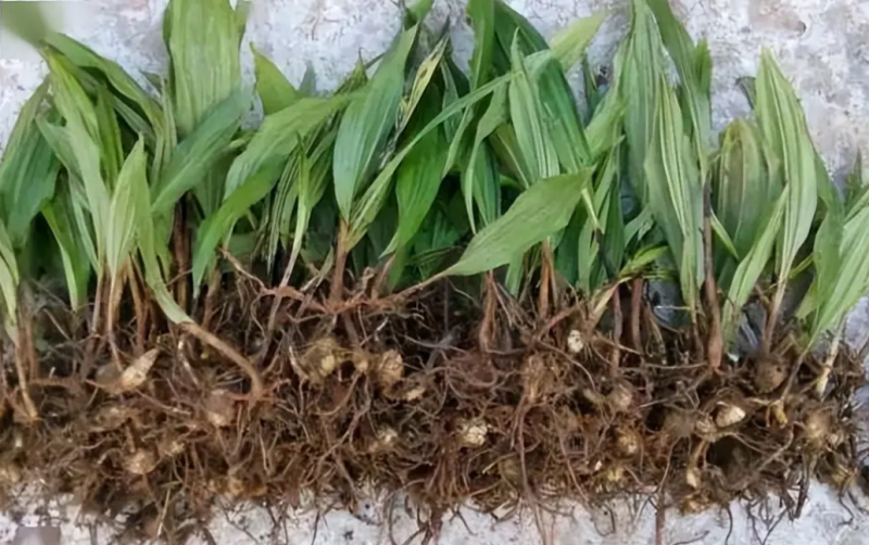毛慈菇苗中药材种苗冰球子产地直供支持技术指导
