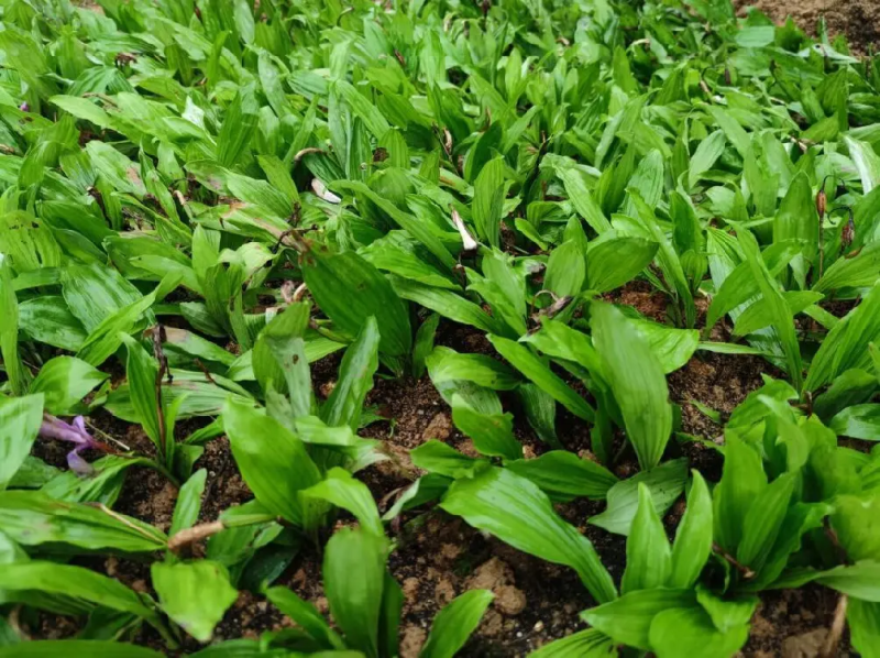 毛慈菇苗中药材种苗冰球子产地直供支持技术指导