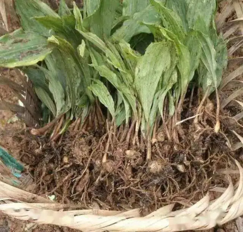 毛慈菇苗中药材种苗冰球子产地直供支持技术指导