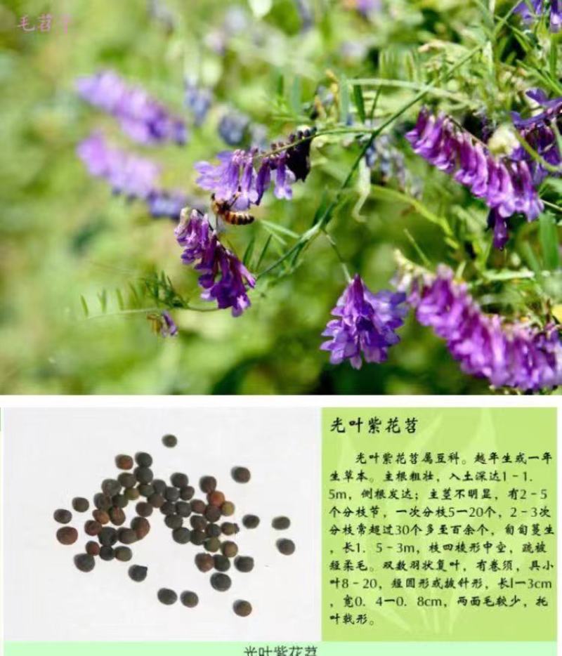 进口白三叶种子红三叶草籽绿化果园绿肥四季常青草坪种子