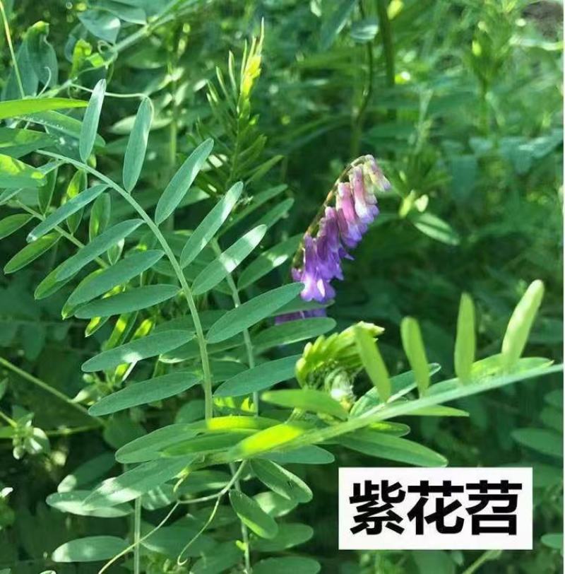 进口白三叶种子红三叶草籽绿化果园绿肥四季常青草坪种子