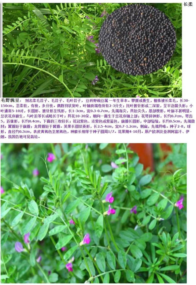 进口白三叶种子红三叶草籽绿化果园绿肥四季常青草坪种子