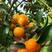 广西纯甜化渣的砂糖橘大量上市产地直发对接全国欢迎来电