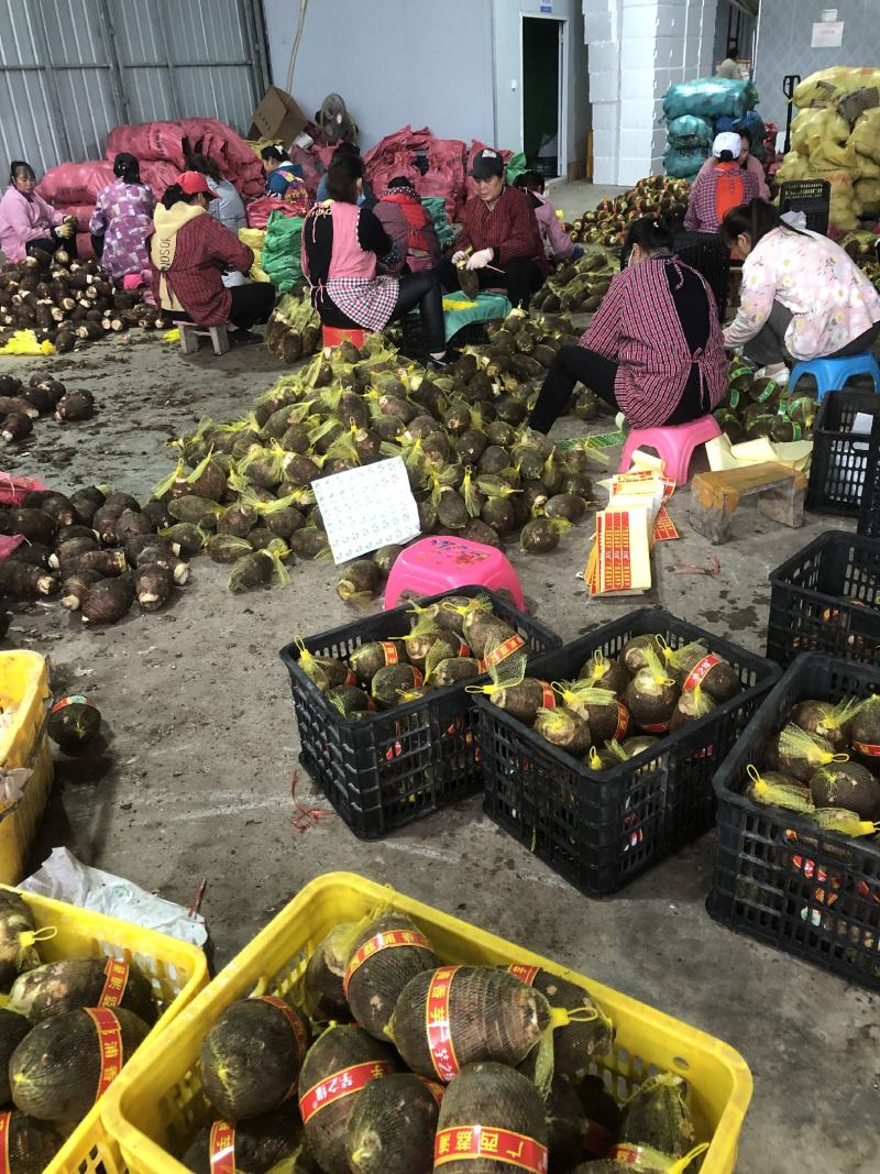 荔浦芋头供应链团购落地配送电商一件代发原产地荔浦直供