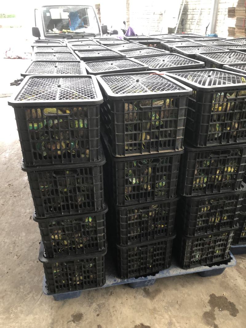 荔浦芋头供应链团购落地配送电商一件代发原产地荔浦直供