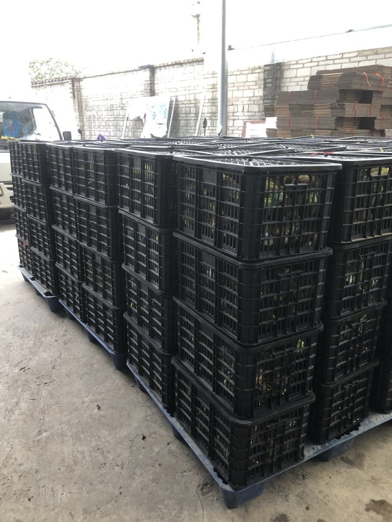 荔浦芋头供应链团购落地配送电商一件代发原产地荔浦直供