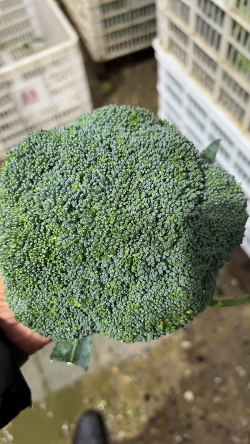 【推荐】天门市西兰花大量上市中，产地一手货源欢迎采购