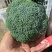 【推荐】天门市西兰花大量上市中,产地一手货源欢迎采购