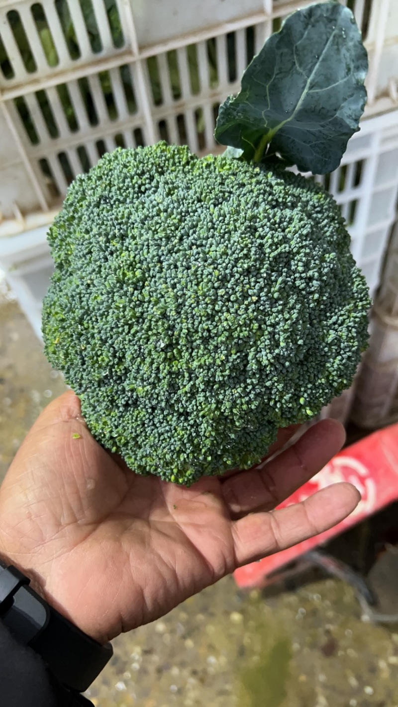 【推荐】天门市西兰花大量上市中，产地一手货源欢迎采购