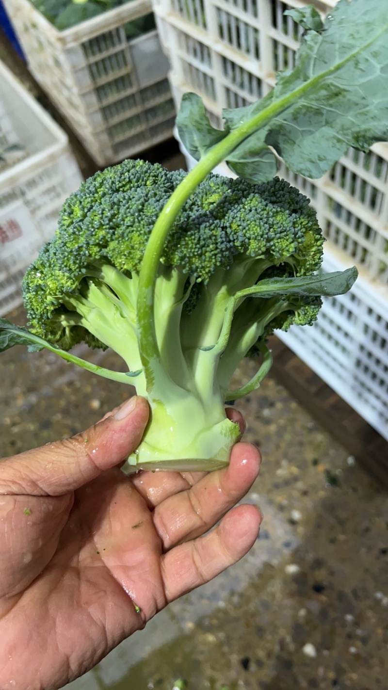 【推荐】天门市西兰花大量上市中，产地一手货源欢迎采购