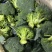 【推荐】天门市西兰花大量上市中,产地一手货源欢迎采购