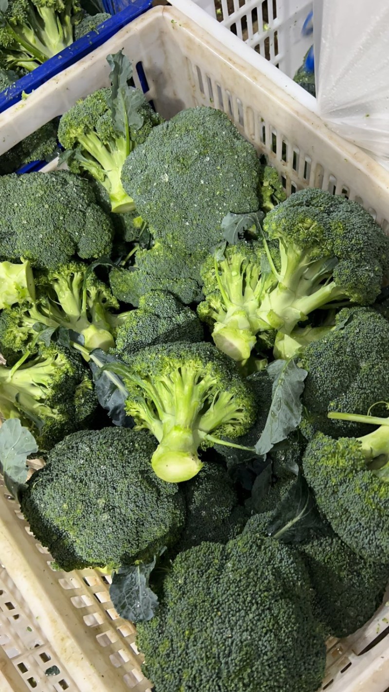【推荐】天门市西兰花大量上市中，产地一手货源欢迎采购