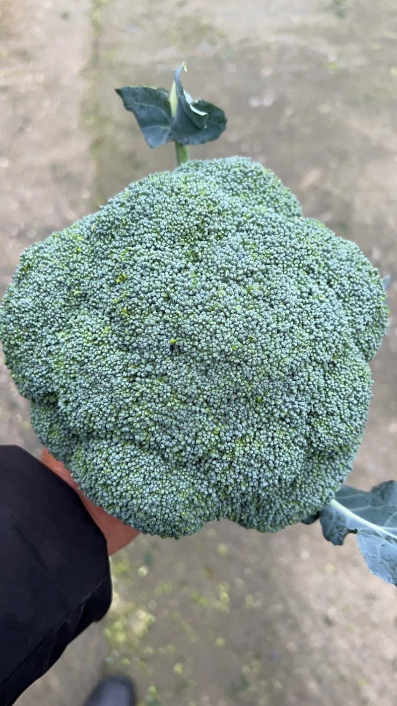 【推荐】天门市西兰花大量上市中，产地一手货源欢迎采购