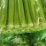 精品芹菜大量上市，价格美丽，货真价实，量大从优。