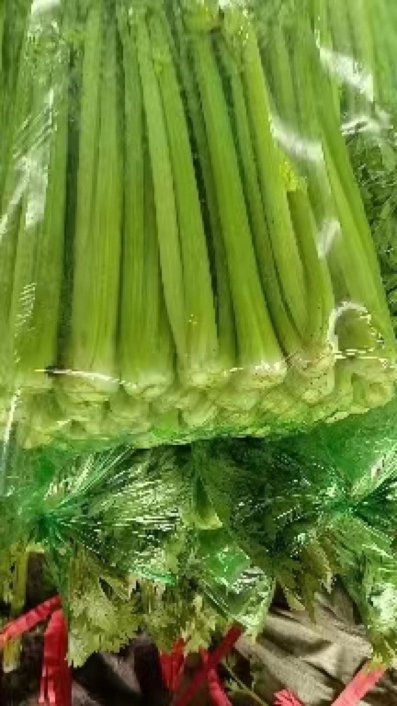 精品芹菜大量上市，价格美丽，货真价实，量大从优。