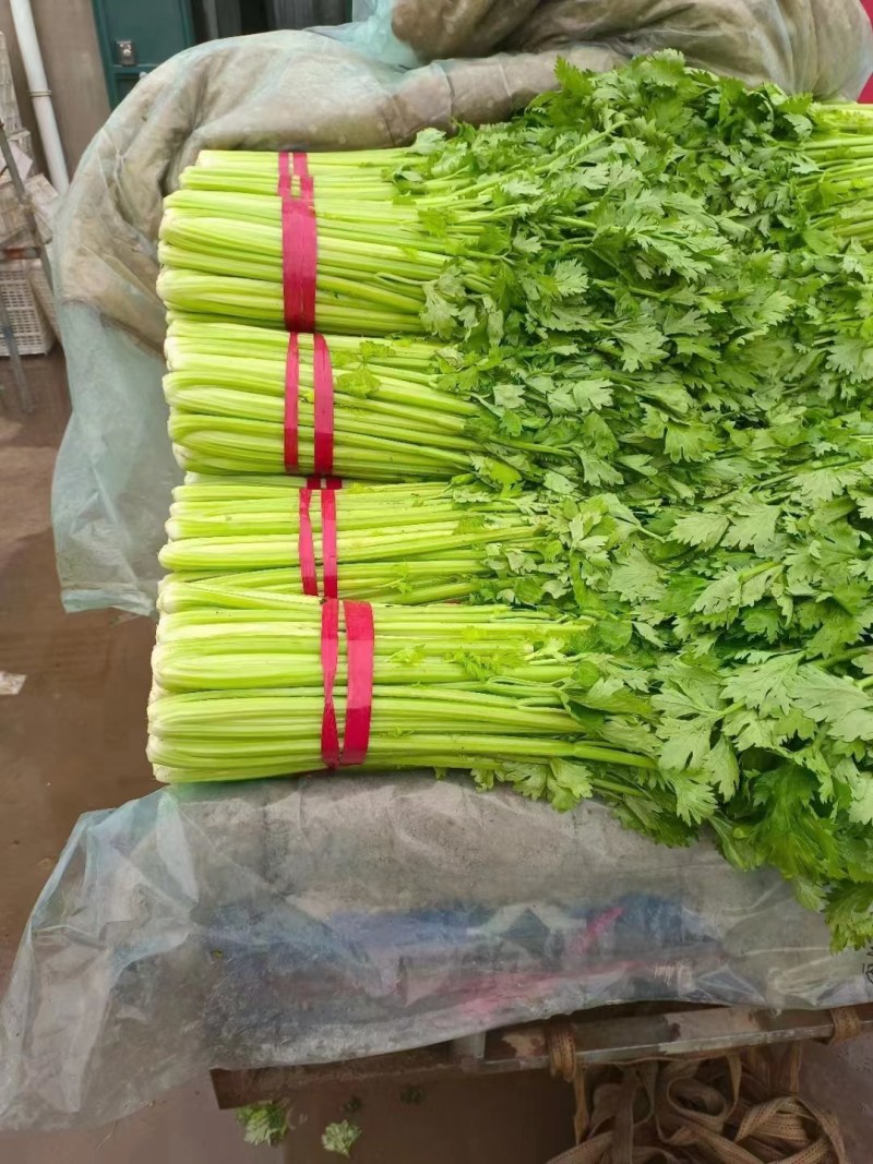 精品芹菜大量上市，价格美丽，货真价实，量大从优。