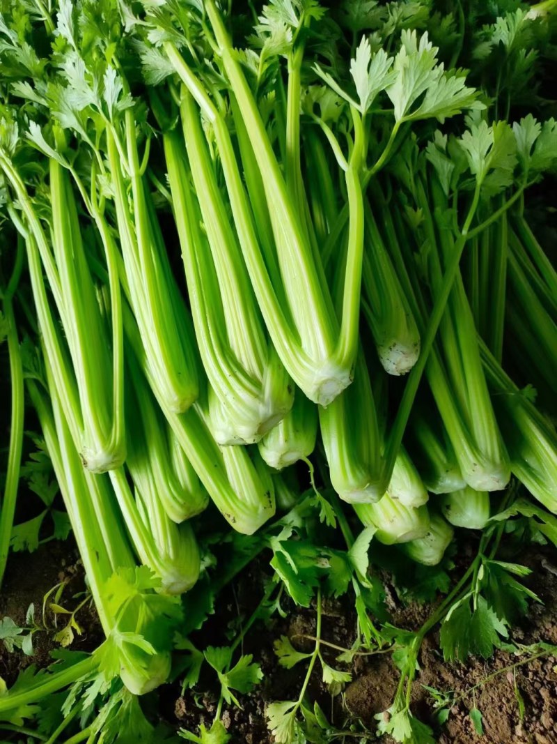 精品芹菜大量上市，价格美丽，货真价实，量大从优。