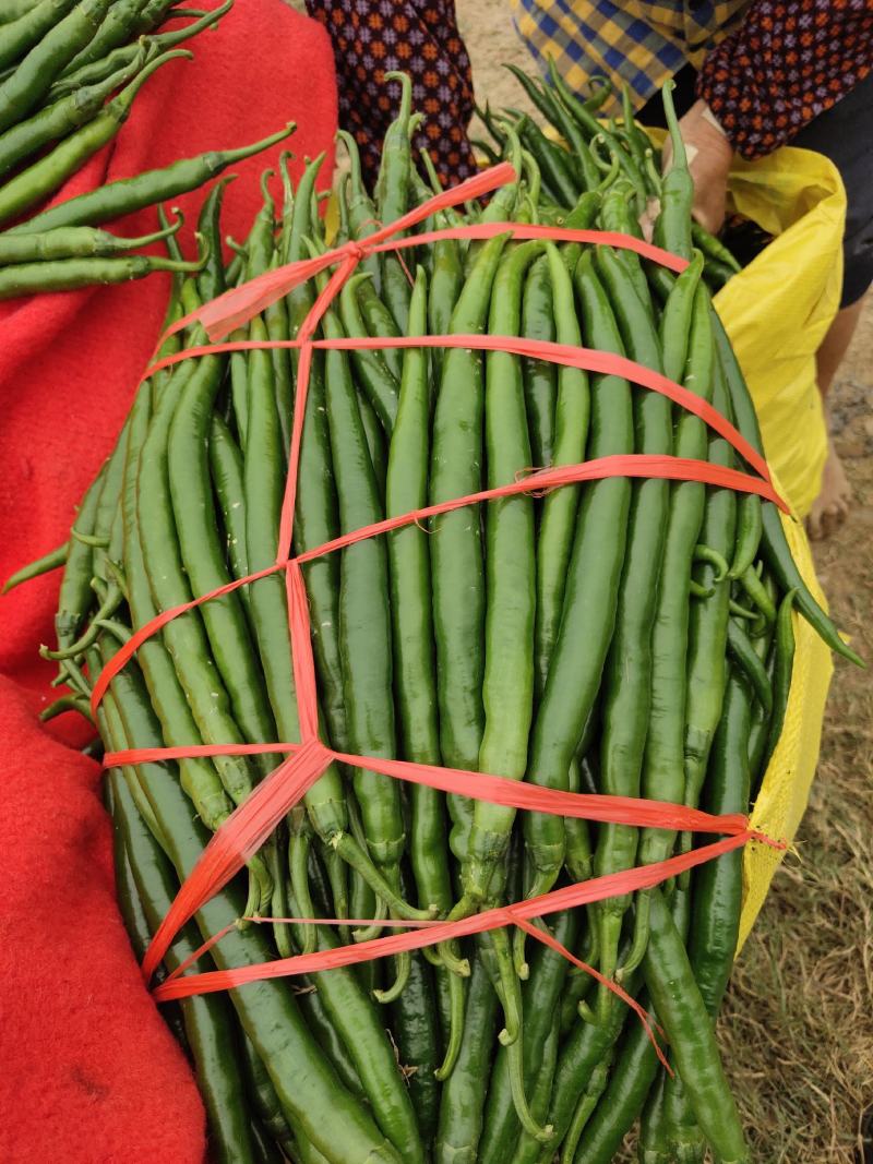 露天种植线椒大量上市，欢迎各地客商洽谈收购
