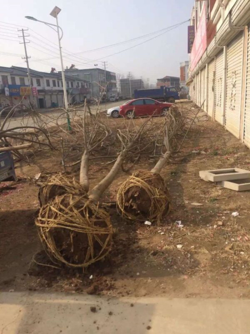 枫树