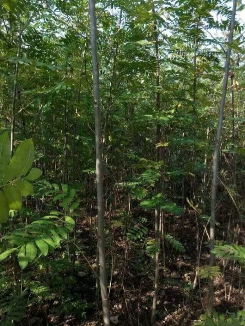 枫树